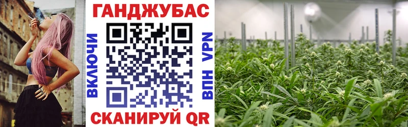 наркотики  Чернушка  Каннабис сатива 